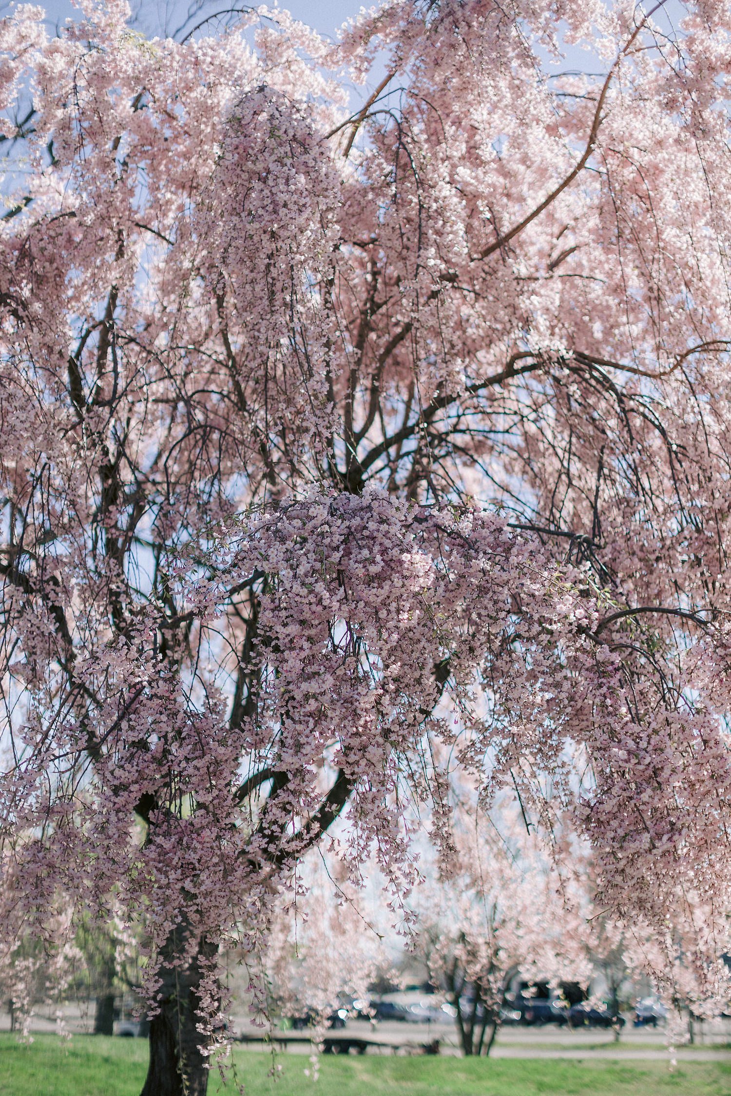 spring wedding, central park, jenny fu studio, cherry blossom