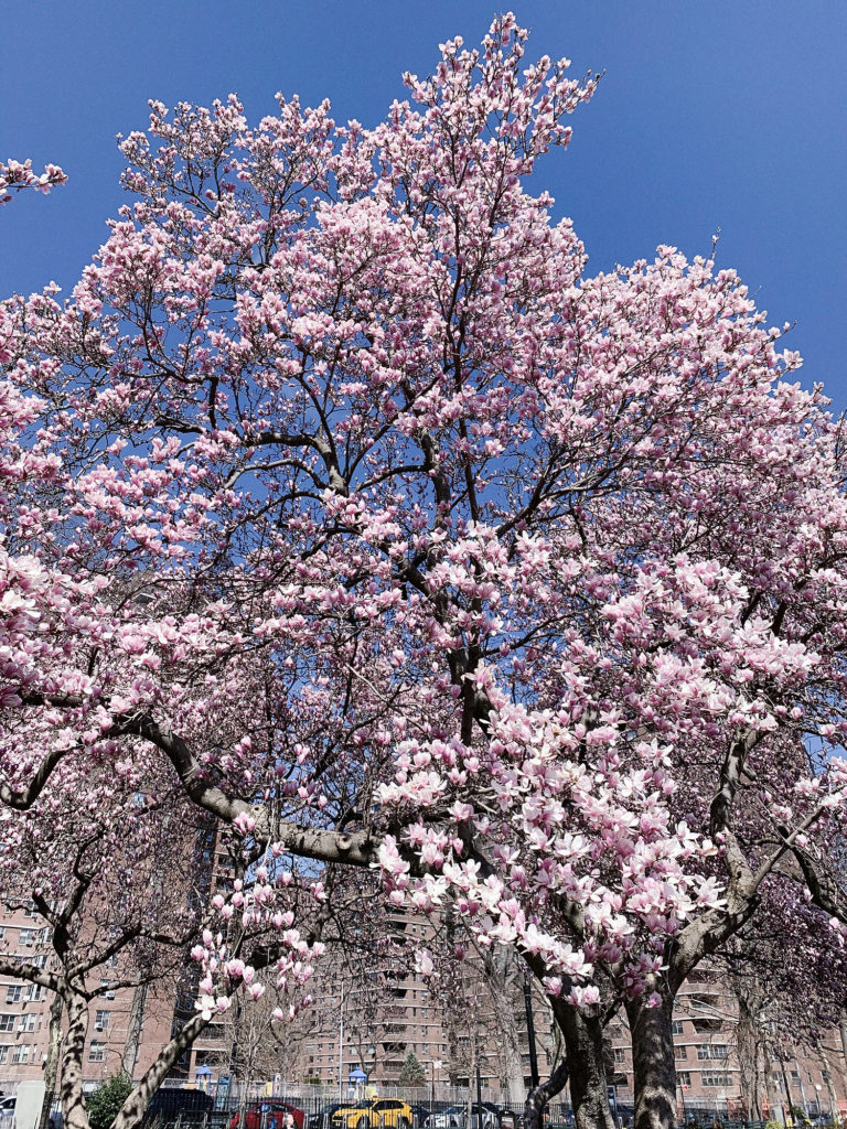 magnolia tree, new york city
