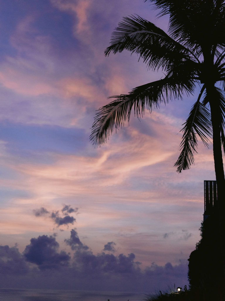 palm tree in bali